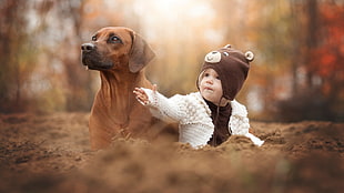adult short-coated brown dog, animals, dog, baby, hat