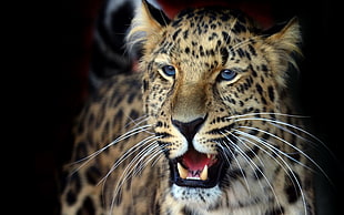 adult Leopard close-up photo