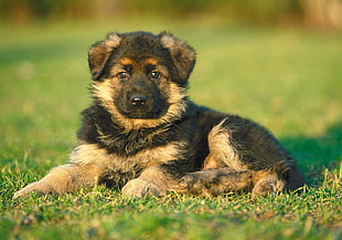 black and tan German Shepherd puppy lying on grass