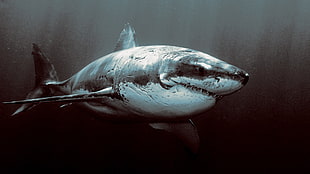 great white shark, animals, shark, Great White Shark HD wallpaper