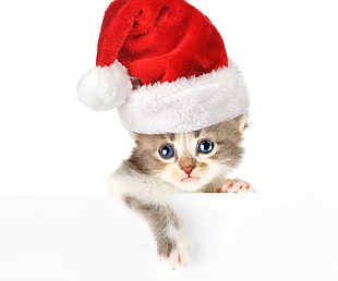 kitten wearing red santa hat
