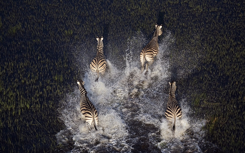 four zebras photo digital wallpaper, animals, nature, zebras, bird's eye view HD wallpaper