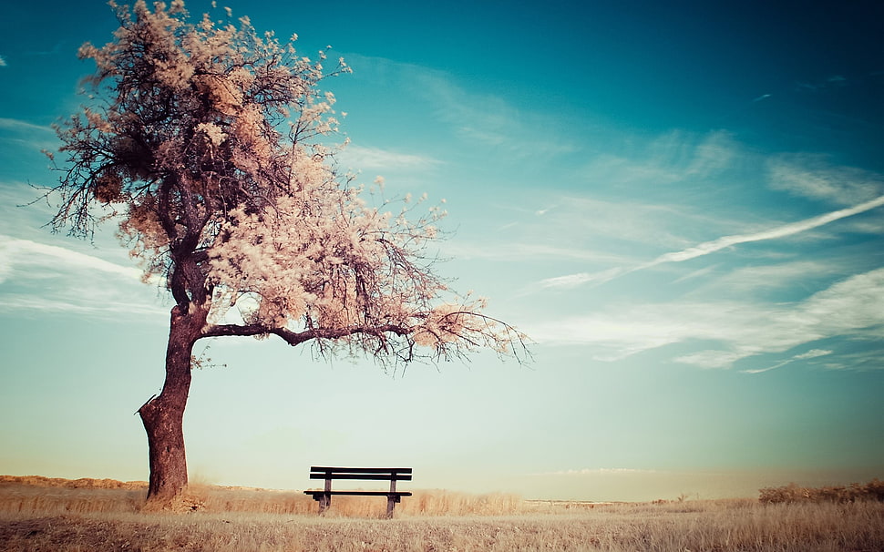 brown wooden bench, trees, sky, clouds, bench HD wallpaper