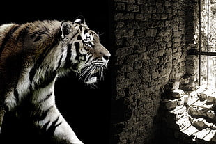 Tiger Inside The cage illustration HD wallpaper