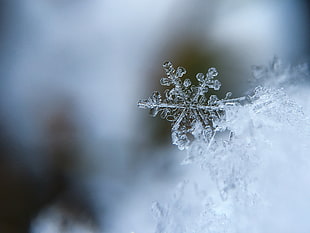 shallow focus photography of snow flake