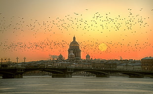 flock of birds, cityscape, Sun, sunset, river