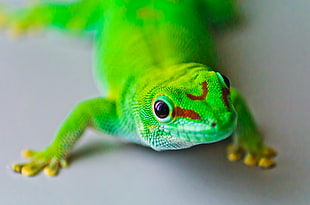 green reptile, gecko