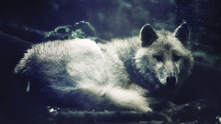 gray wolf, wolf, noisy, nature