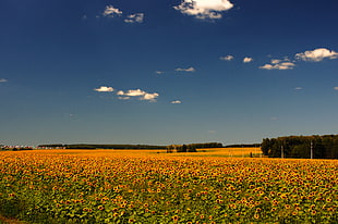 yellow sunflowers under blue sky, sunfield HD wallpaper
