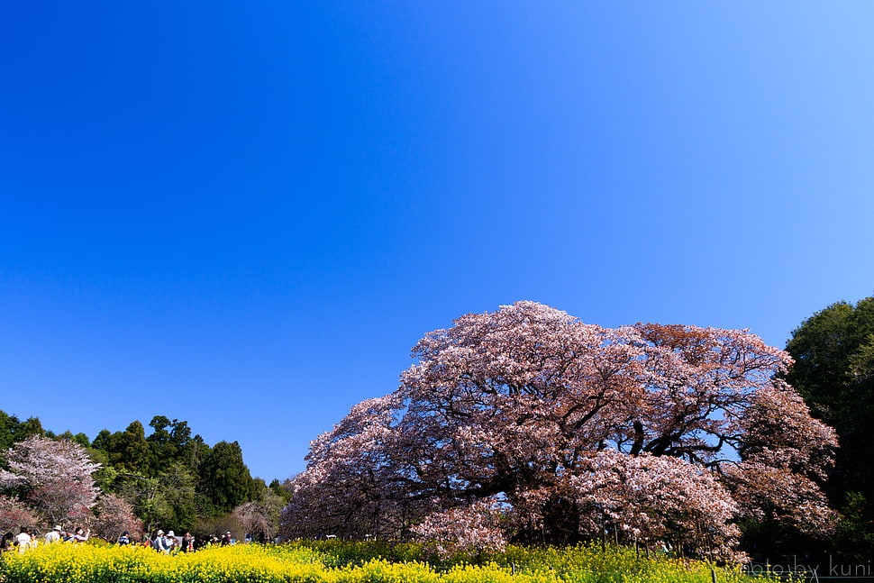 pink blossom tree during daytime HD wallpaper