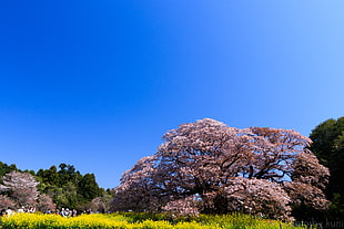 pink blossom tree during daytime HD wallpaper