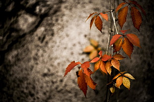 selective focus photography of brown leaves, sur, mur