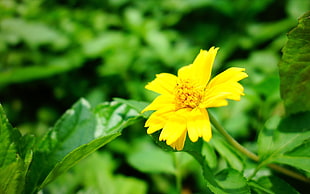 selective focus photo of yellow Calendula flower