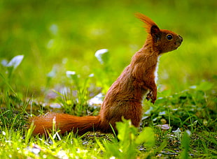 red and white squirrel on grass