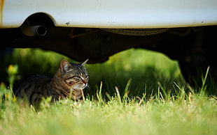 silver tabby cat under car HD wallpaper