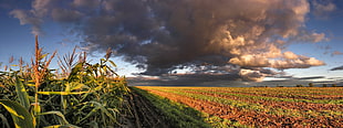 green cultivated field under the black clouds HD wallpaper