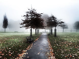 trees covered with fogs during daytime HD wallpaper
