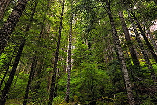 low angle photo of forest, trees, spring, forest, green