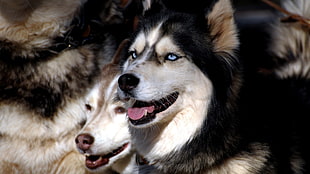 black and white short-coated puppy, Siberian Husky , blue eyes, animals, dog