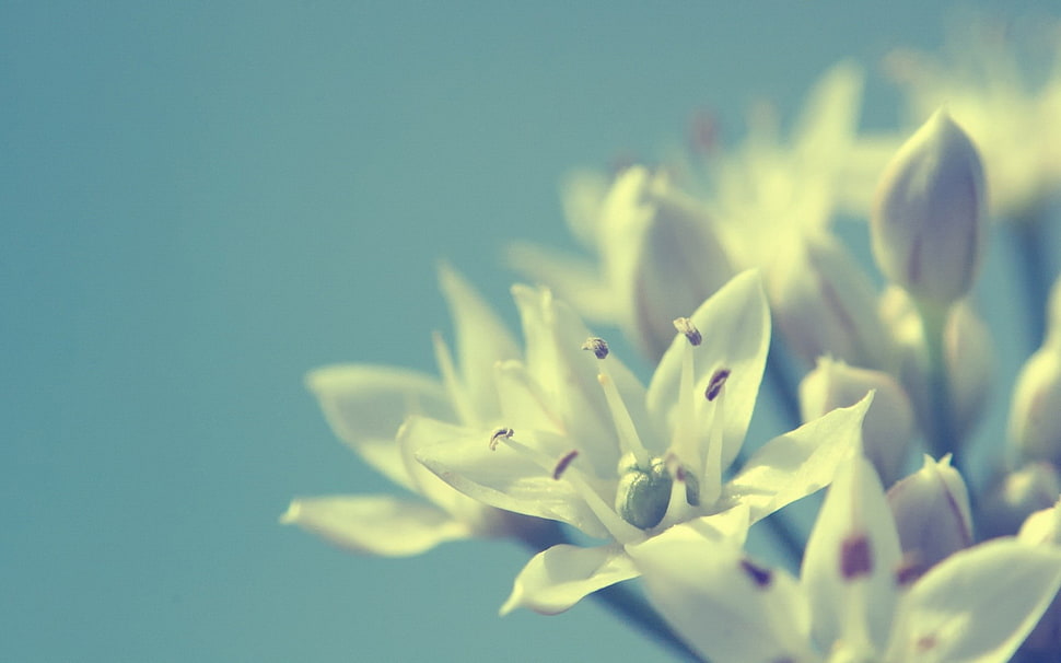 selective focus photography of white petaled flowers, flowers, plants, blue background HD wallpaper