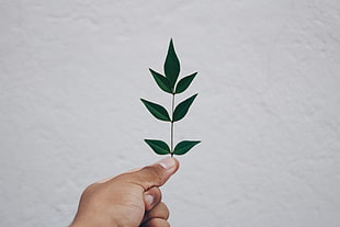 green leaves, Leaf, Hand, Branch HD wallpaper