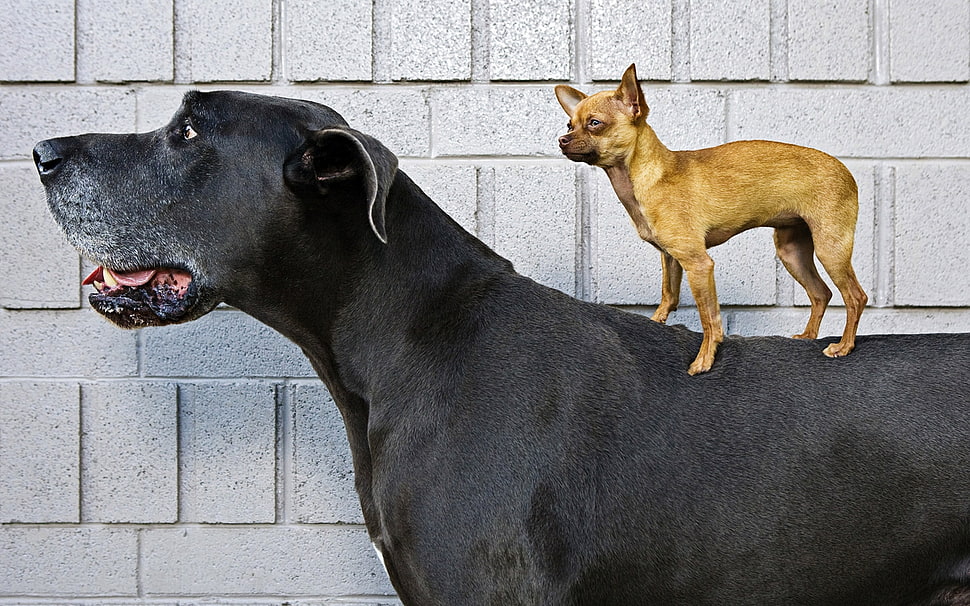 photo of short coat brown puppy on black dog HD wallpaper