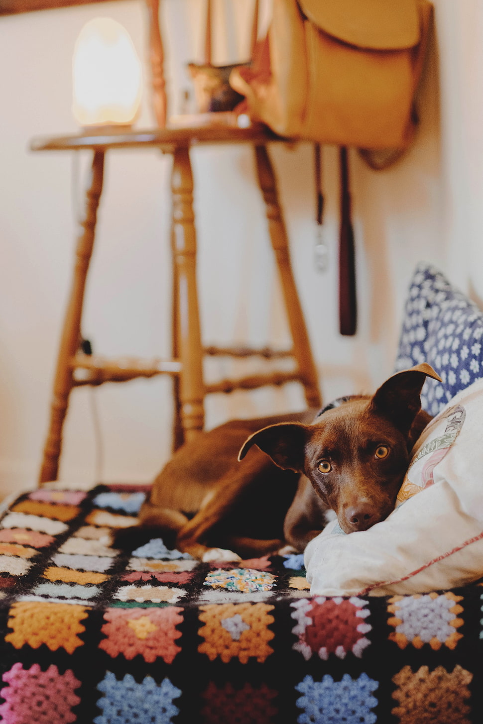 short-coated brown dog, Dog, Lying, Bed HD wallpaper