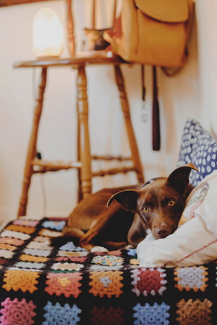 short-coated brown dog, Dog, Lying, Bed HD wallpaper