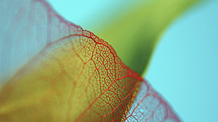 Plant,  Leaf,  Mesh,  Blurred HD wallpaper
