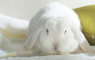white rabbit HD wallpaper