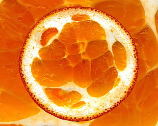 closeup photo of round orange cells