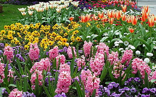 pink Hyacinths, orange Tulips, yellow pansies and white Daisies field HD wallpaper