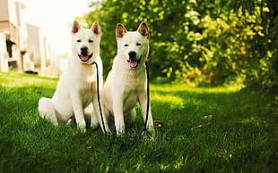 two short-coat white dogs on green lawn during daytime