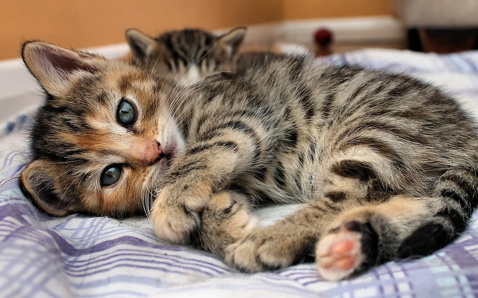 gray and brown Tabby kitten HD wallpaper