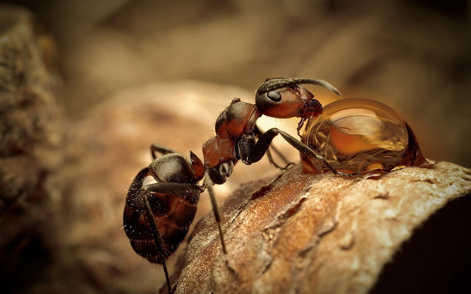 brown ant, insect, animals, nature, ants HD wallpaper