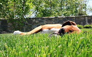 tan and white boxer lying down on grassfield at day time