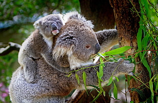 gray koala climbing on tree HD wallpaper