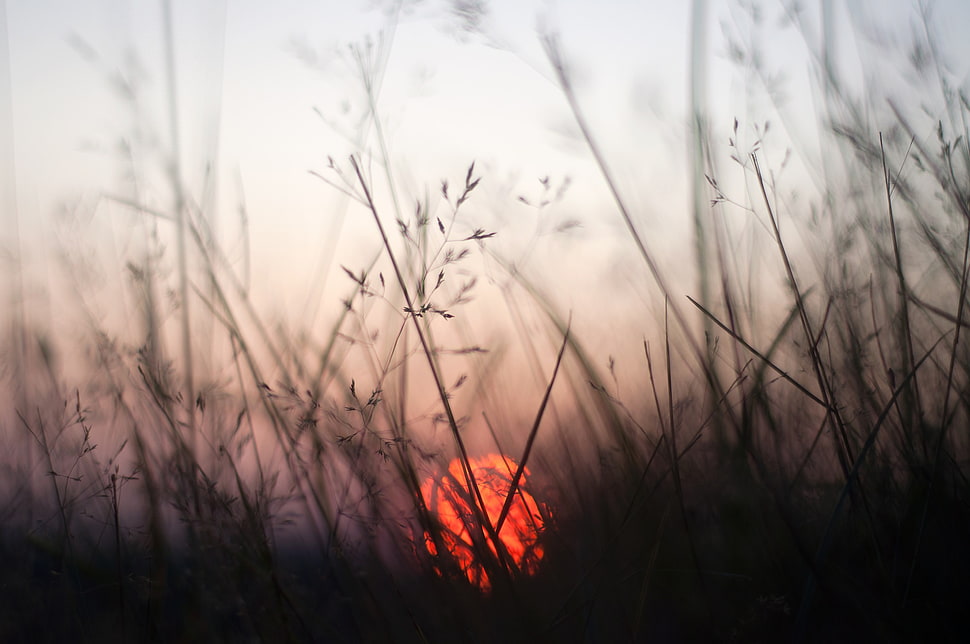 sunset, plants, Sun HD wallpaper