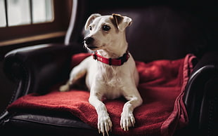 short-coated white dog, animals, dog, collars, blankets HD wallpaper