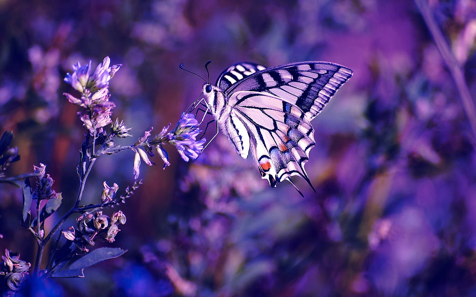 white and black swallow tail butterfly on flower HD wallpaper