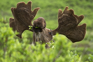 macro shot of brown moose head HD wallpaper