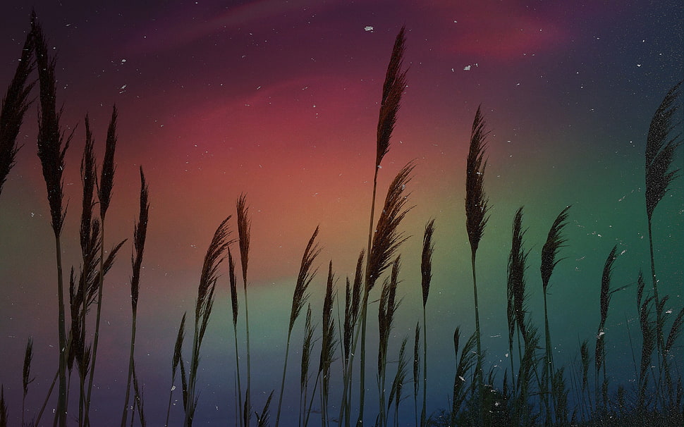 wheat plants, plants HD wallpaper