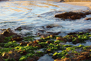 body of water beside green grasses, moss HD wallpaper