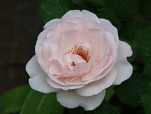 white-and-pink petal flower blooming