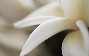 close view of white flower