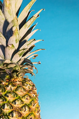 pineapple HD wallpaper