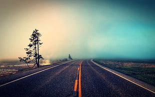 road with fog and tree