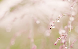 shallow focus of pink flowers with rain drops HD wallpaper