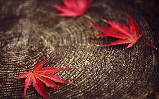 red maple leaf, nature HD wallpaper