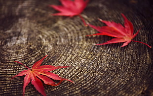 red maple leaf, nature